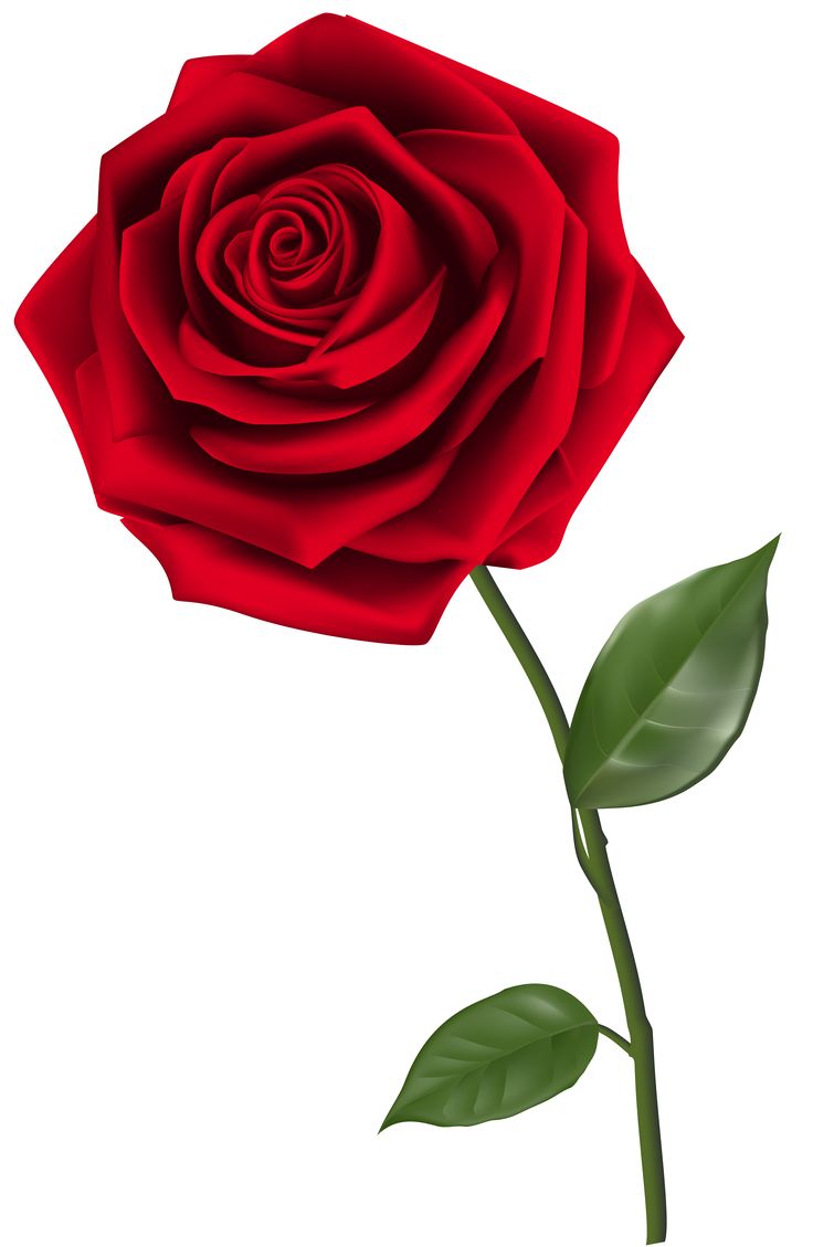 Unveiling the Timeless Elegance: A Comprehensive Exploration of the History, Horticulture, and Symbolism of Roses
