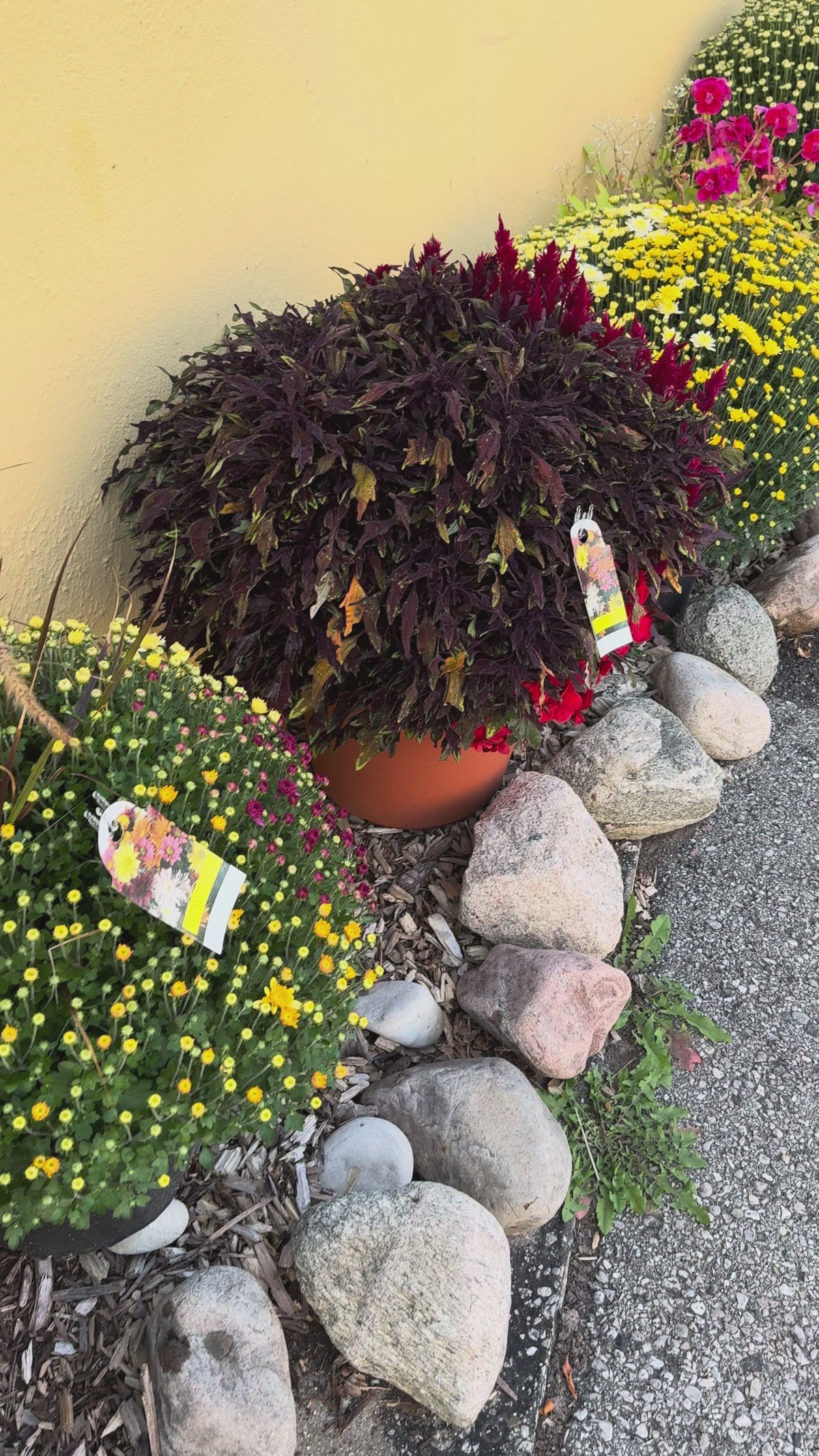 Mum, Hardy Potted